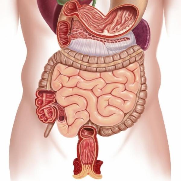 Descubre Los Síntomas Del Cáncer De Colon ¿dónde Duele